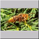 Vespa crabro - Hornisse 12 wien-a.jpg